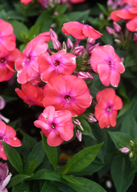 Phlox paniculata Flame 'Coral Red'